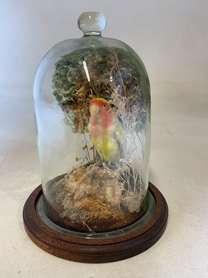 Lot 103 - A vintage taxidermy parakeet in naturalistic...