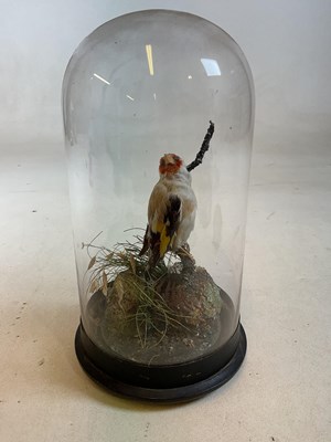 Lot 104 - A vintage taxidermy goldfinch in naturalistic...