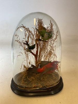 Lot 423 - A trio of taxidermy birds in foliage circa...