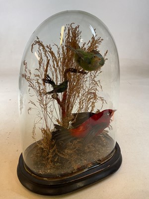 Lot 423 - A trio of taxidermy birds in foliage circa...