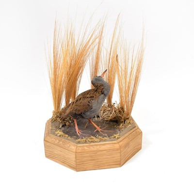 Lot 190 - TAXIDERMY; a water rail modelled within...