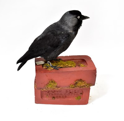 Lot 191 - TAXIDERMY; a jackdaw modelled standing on...