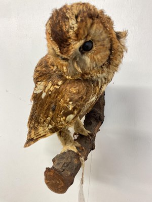 Lot 425 - A vintage circa 1930s taxidermy tawny owl on...