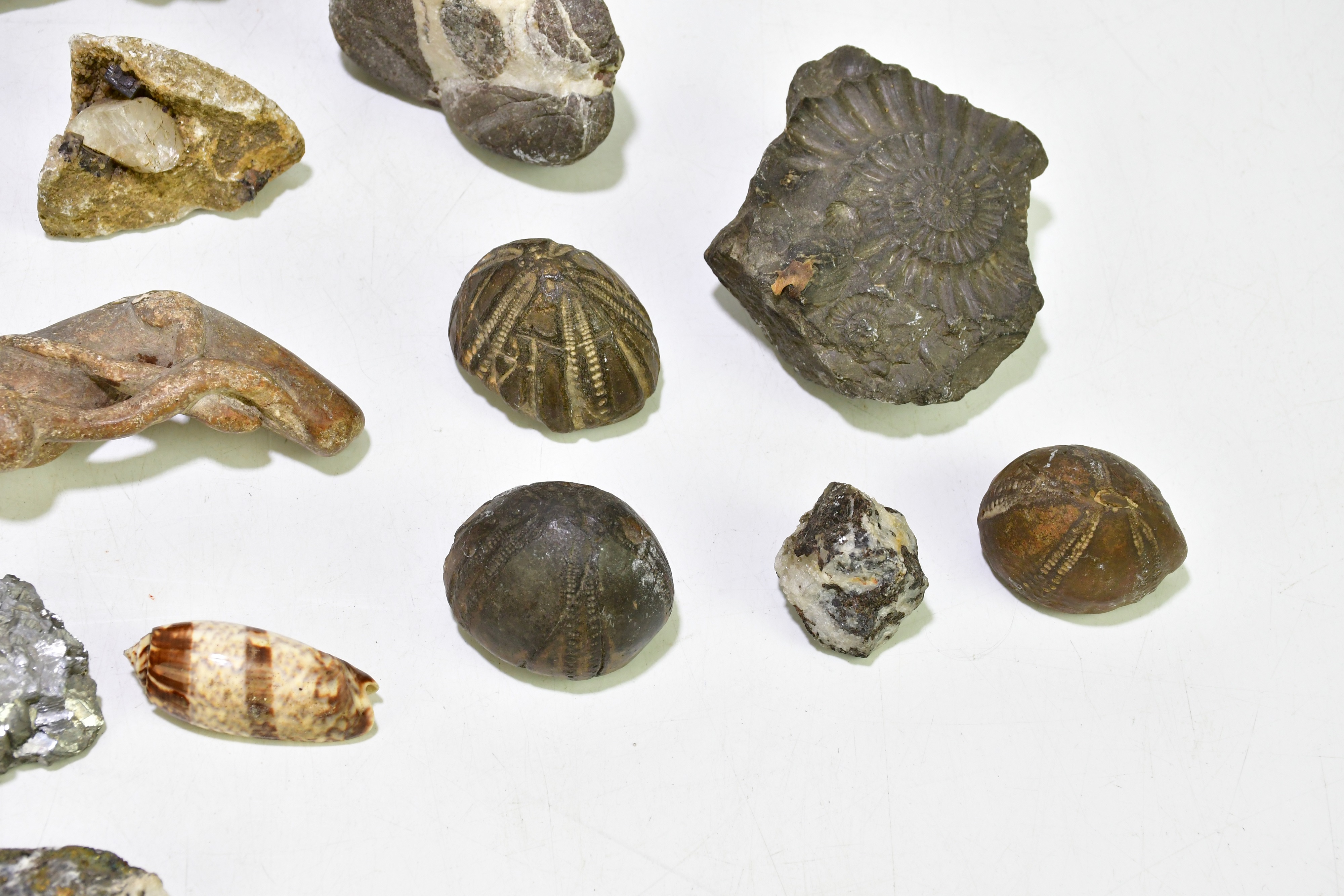Lot 1060 - A group of fossils and specimen stones.
