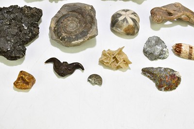 Lot 1060 - A group of fossils and specimen stones.
