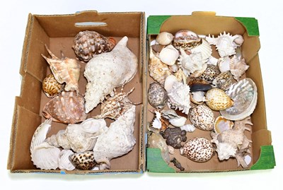 Lot 1047 - A quantity of shells.