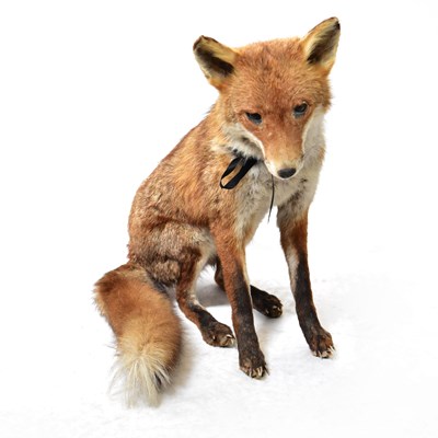 Lot 168 - TAXIDERMY; a seated fox.