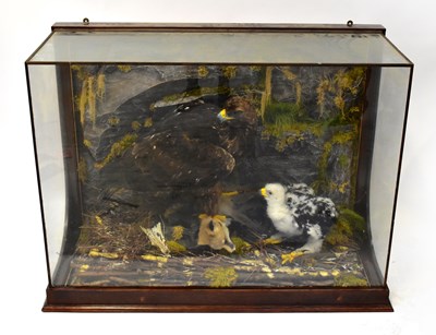 Lot 173 - TAXIDERMY; a female Golden Eagle with an eight-...