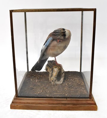 Lot 170 - TAXIDERMY; a jay in woodland setting, perched...