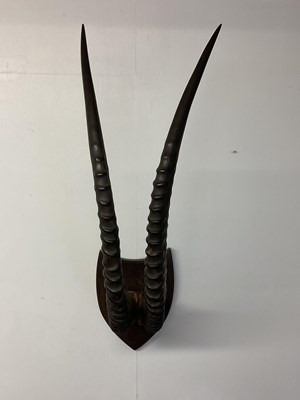 Lot 135 - A pair of mounted Sable Antelope antlers,...