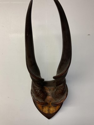 Lot 137 - A pair of mounted Eland bull horns, height...