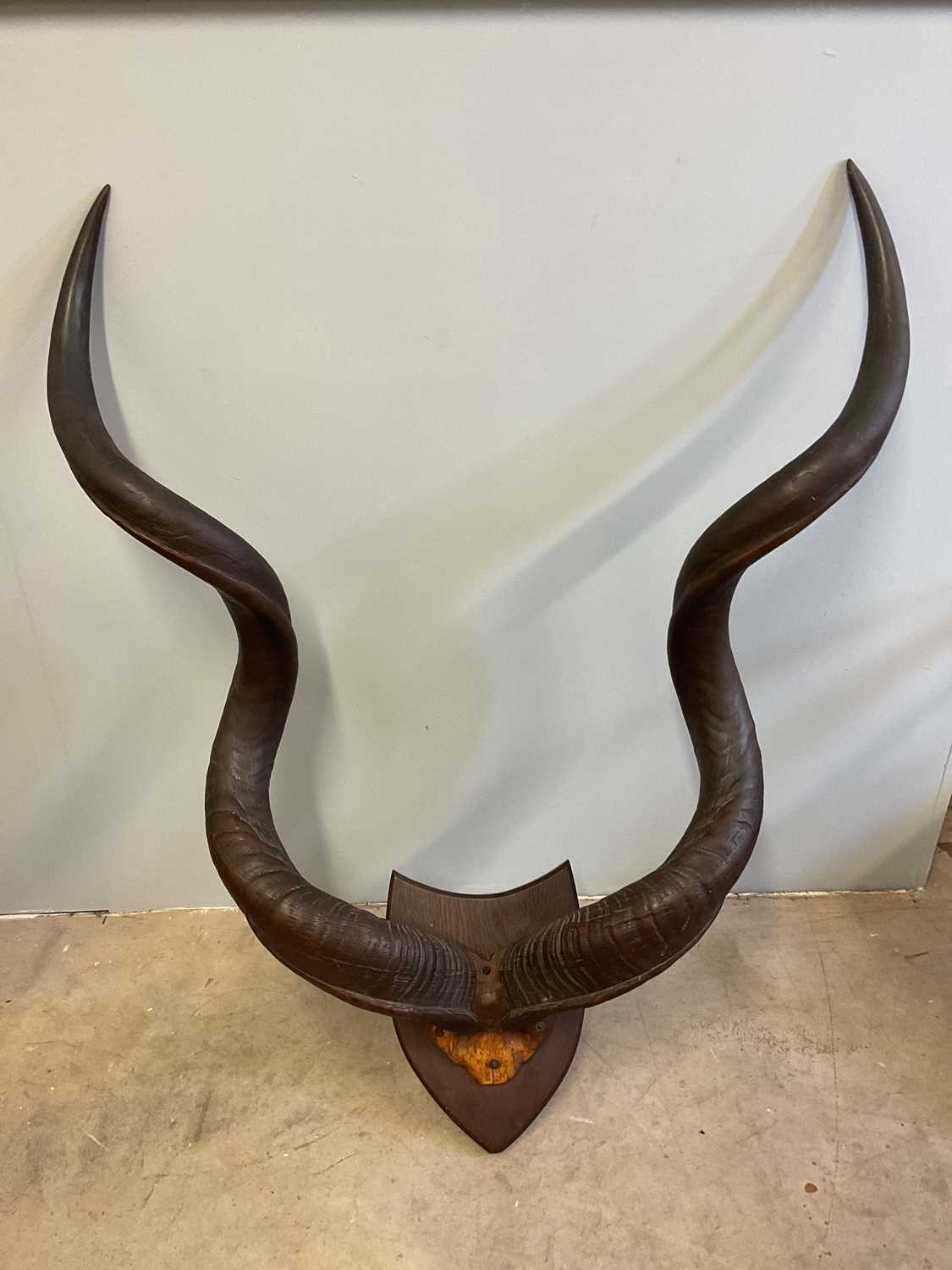 Lot 136 - A pair of mounted Kudo horns, height 110cm,...