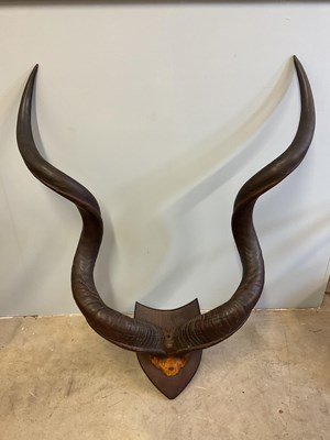 Lot 136 - A pair of mounted Kudo horns, height 110cm,...