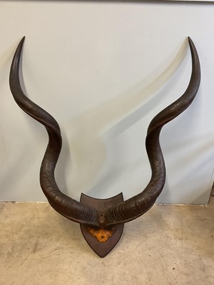 Lot 136 - A pair of mounted Kudo horns, height 110cm,...