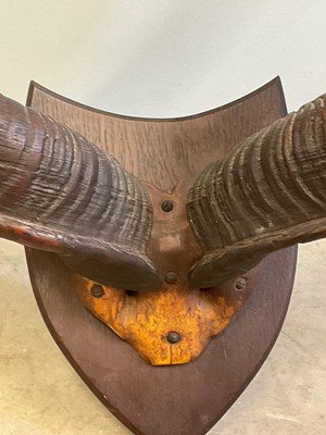 Lot 136 - A pair of mounted Kudo horns, height 110cm,...