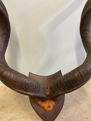 Lot 136 - A pair of mounted Kudo horns, height 110cm,...