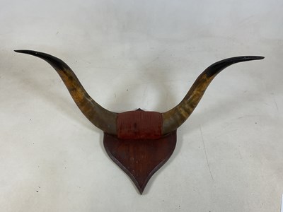 Lot 138 - A pair of mounted Buffalo horns, width 85cm