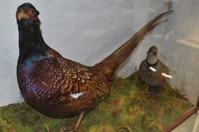 Lot 204 - TAXIDERMY; a stuffed pheasant and partridge,...