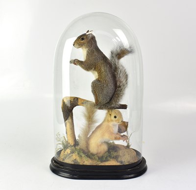 Lot 185 - TAXIDERMY; a 19th century diorama arrangement...