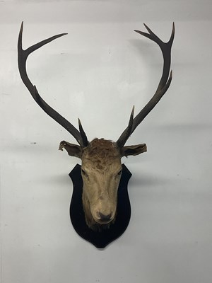 Lot 134 - An early 20th century taxidermy stag's head...