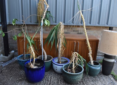 Lot 127 - Seven assorted garden planters, six of which...