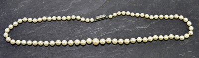 Lot 255 - A row of graduated cultured pearls with white...