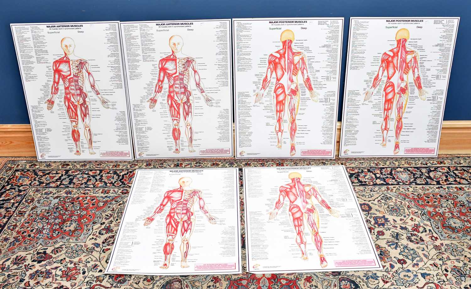 Lot 2180 - A group of five modern human anatomy