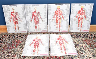 Lot 2180 - A group of five modern human anatomy posters,...