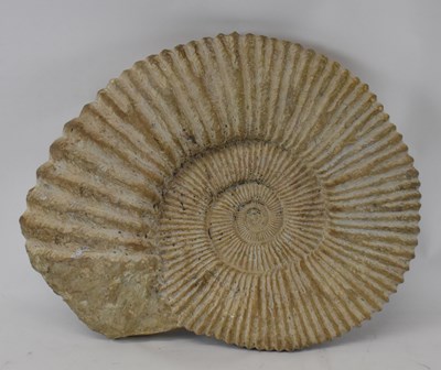 Lot 202 - A fossilised giant ammonite, approx 60 x 45cm.