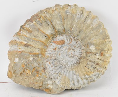 Lot 232 - An ammonite fossil, 15 x 13cm.