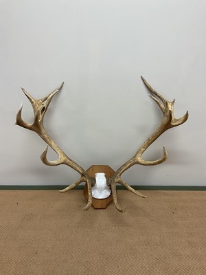 Lot 133 - A pair of eighteen point antlers set on oak...