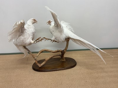 Lot 94 - TAXIDERMY; a pair of white pheasants mounted...