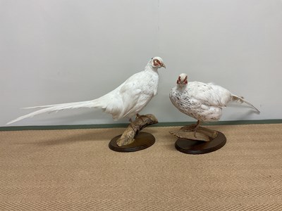 Lot 135 - TAXIDERMY; a pair of white pheasants mounted...