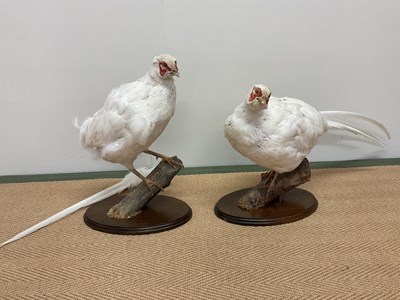 Lot 137 - TAXIDERMY; a pair of white pheasants both set...