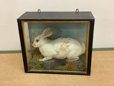 Lot 136 - TAXIDERMY; a hare in a glazed case