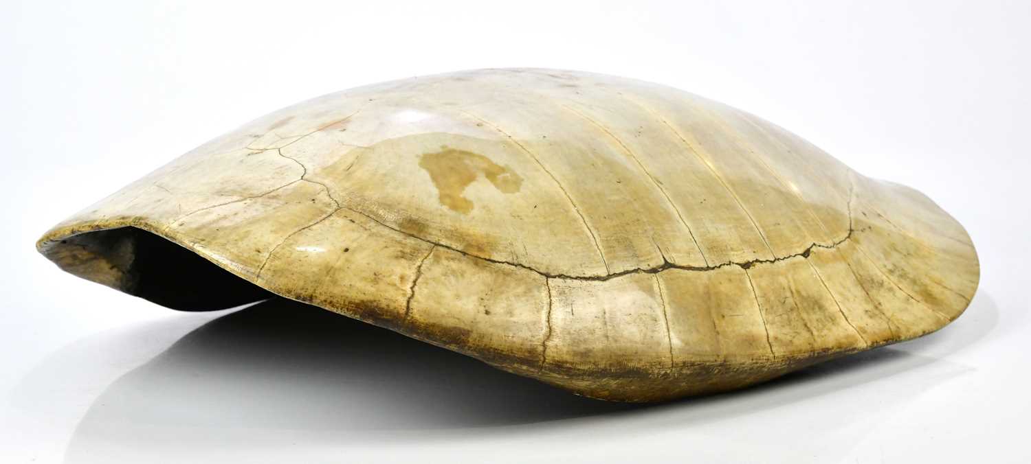 Lot 1250 - TAXIDERMY; a loggerhead blond turtle shell,