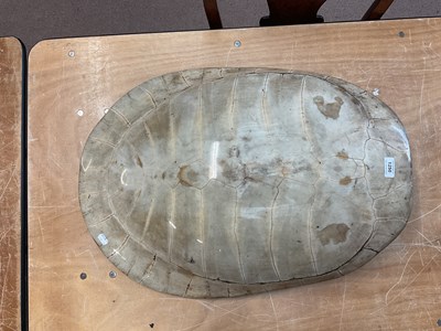Lot 1250 - TAXIDERMY; a loggerhead blond turtle shell,...