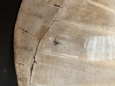 Lot 1250 - TAXIDERMY; a loggerhead blond turtle shell,...