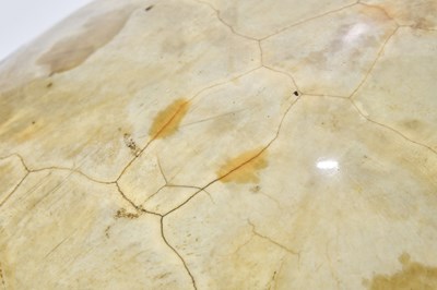 Lot 1250 - TAXIDERMY; a loggerhead blond turtle shell,...