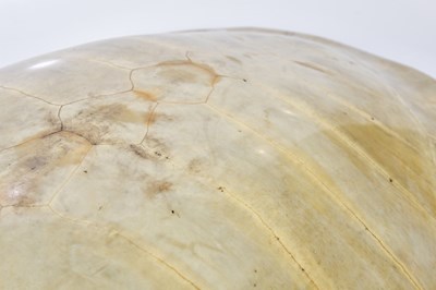 Lot 1250 - TAXIDERMY; a loggerhead blond turtle shell,...