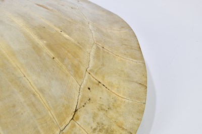 Lot 1250 - TAXIDERMY; a loggerhead blond turtle shell,...