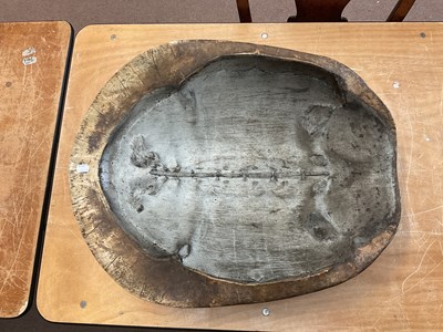 Lot 1250 - TAXIDERMY; a loggerhead blond turtle shell,...