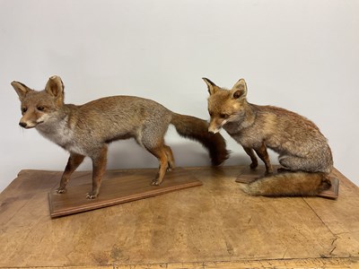 Lot 138 - TAXIDERMY; a male and a female fox, one seated...