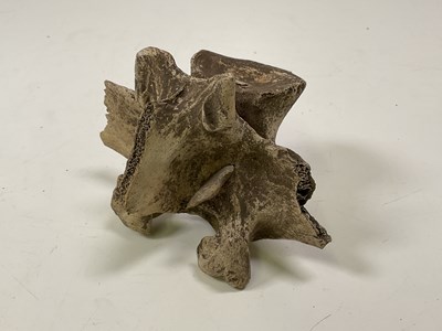 Lot 139 - A spear point embedded in a bison vertebra,...