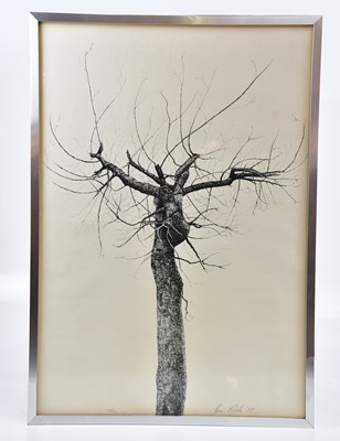 Lot 83 - TOM ROCHE (born 1940); a pencil signed limited edition print, 'Tree', 53/250, signed and dated 77, 77.5 x 53cm, framed and glazed.