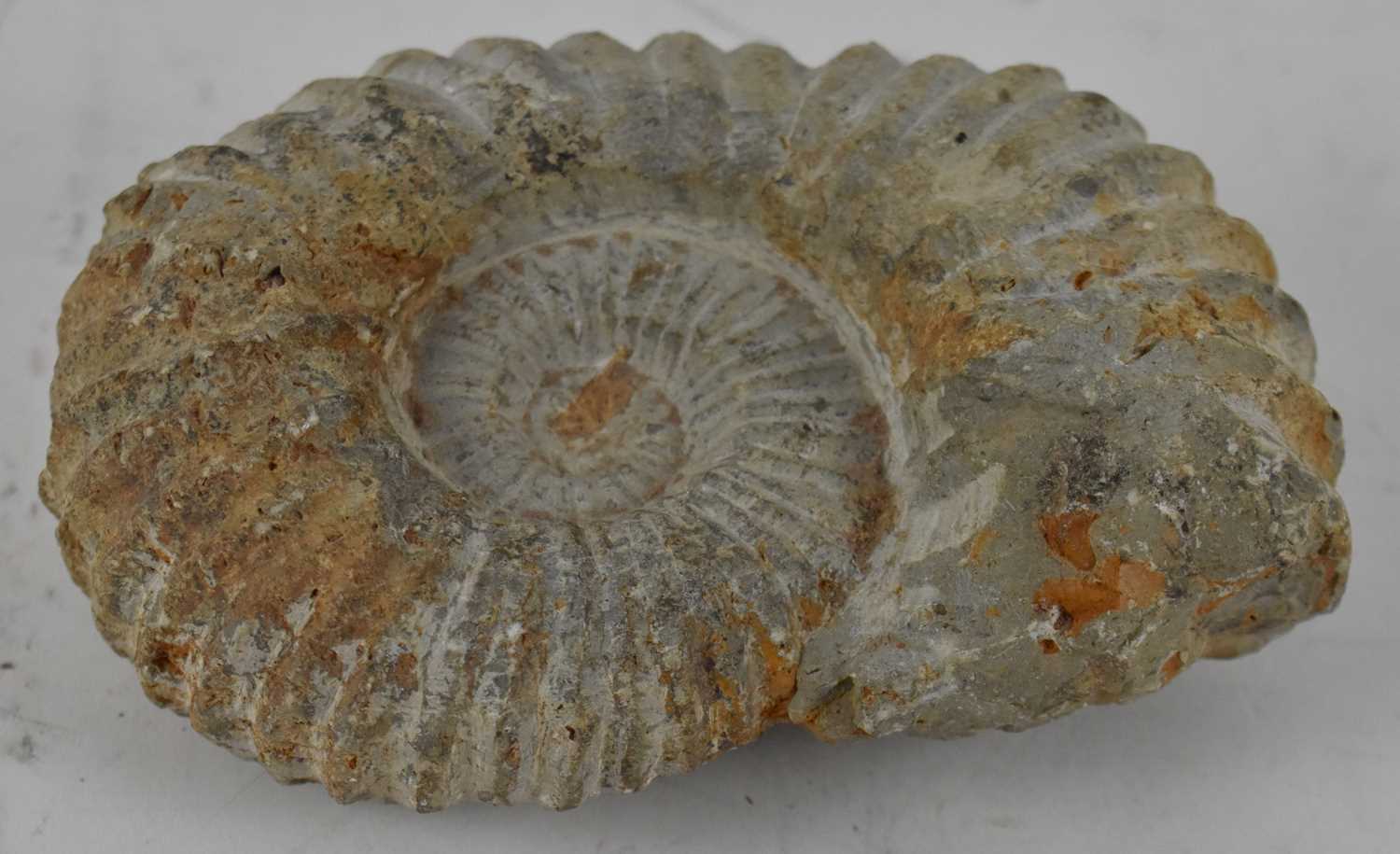 Lot 307 - An ammonite fossil, width 15cm.