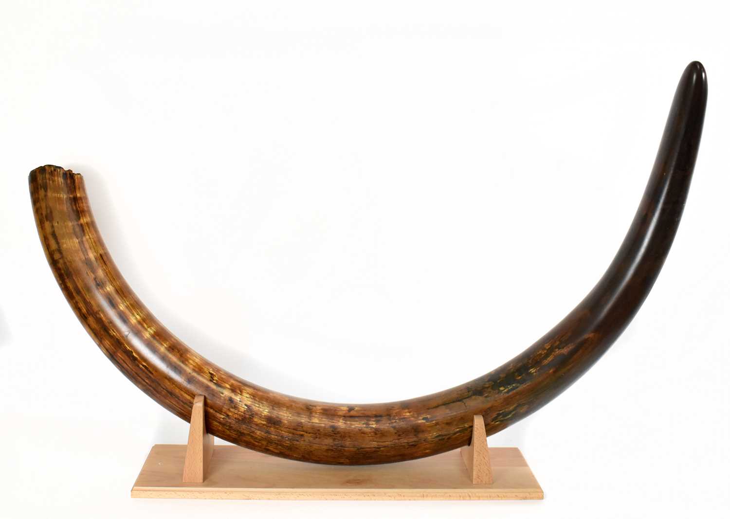 Lot 392 - NATURAL HISTORY; a woolly mammoth tusk...