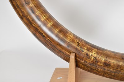 Lot 392 - NATURAL HISTORY; a woolly mammoth tusk...