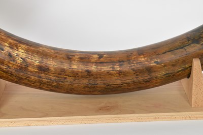 Lot 392 - NATURAL HISTORY; a woolly mammoth tusk...