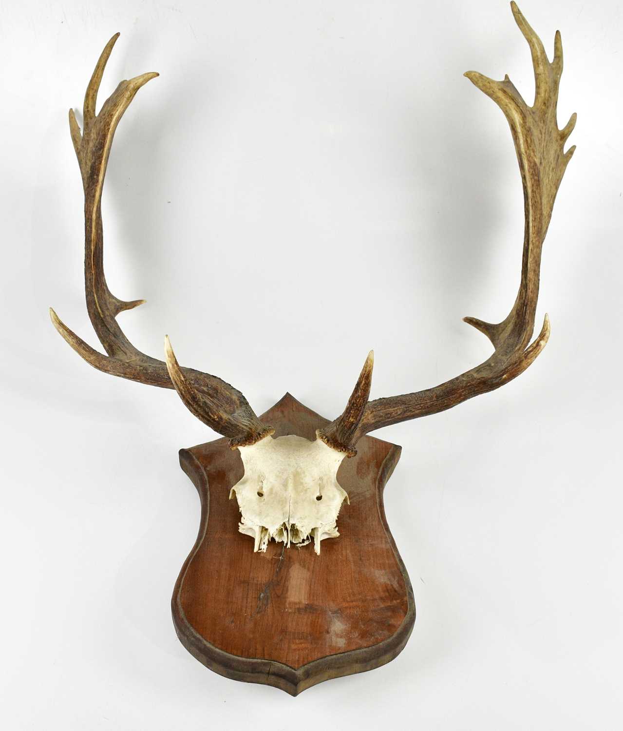 Lot 1499 - TAXIDERMY; a pair of fifteen pointed fallow...